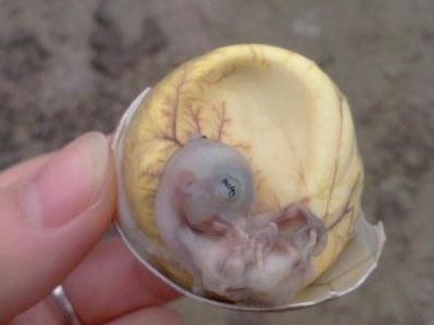 漳州诡异食物“鸡仔胎” 听说80%的外地人不敢吃