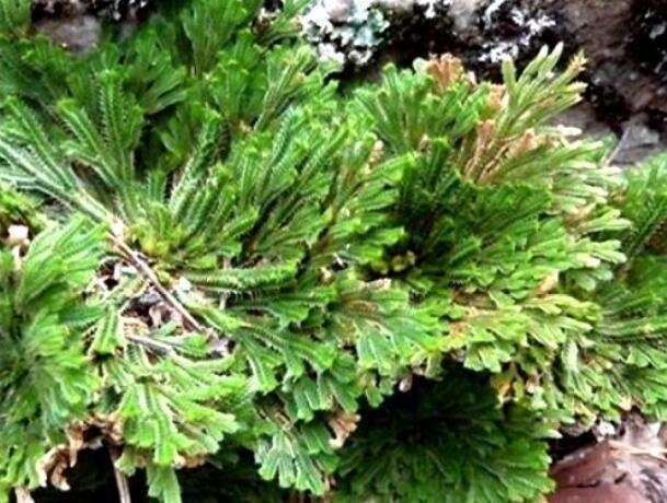 听别人说的九死还魂草,干枝遇水就活,不神奇
