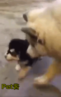 壁纸 动物 狗 狗狗 261_415 竖版 竖屏 手机 gif 动态图 动图