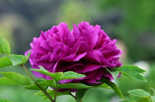 诗词欣赏:描写花中之王牡丹的经典古诗词. 来自