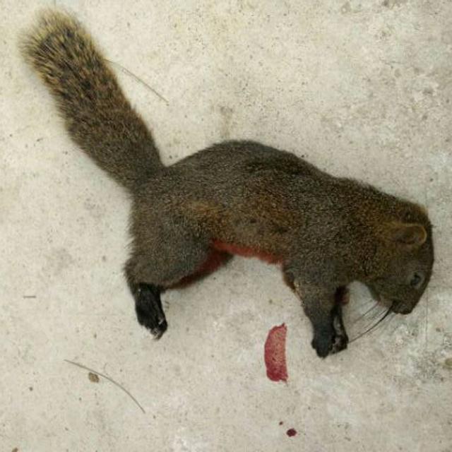 家里的土狗自己跑到山上打猎,带回来的东西吓的我不敢