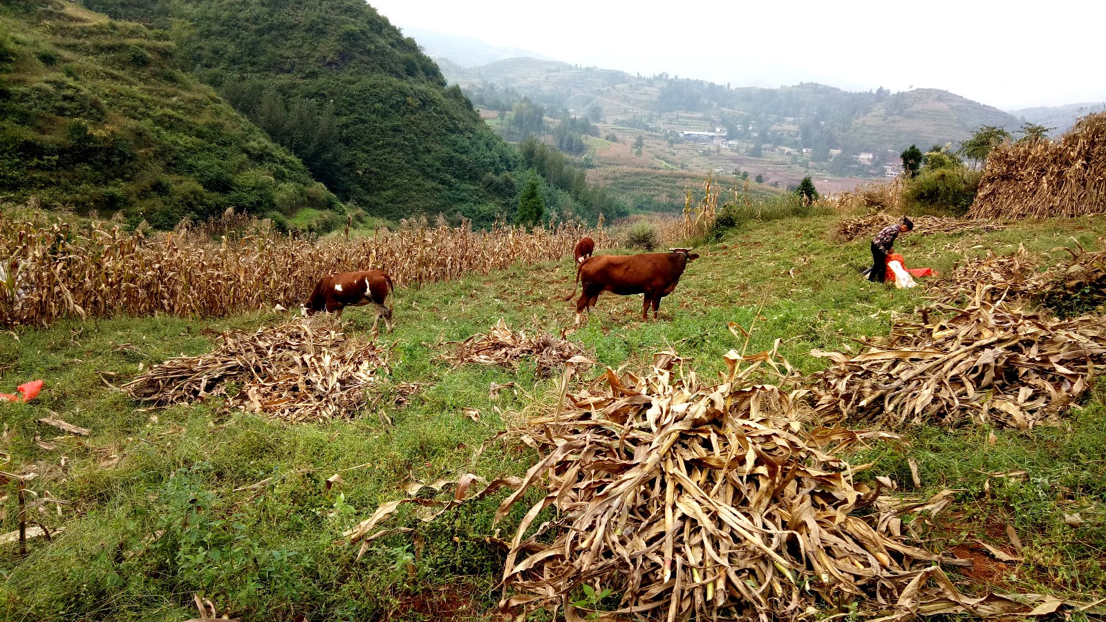 贵州山水实在美 农村美景真不差 风景优美如彩画 游人陶醉不回家