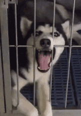 狗子,你在玩什么呢!