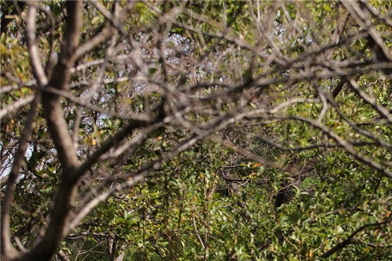 “网红二胎”BX5：既老又新的宝沃到底怎样？