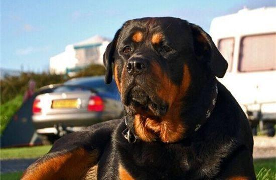 一生只认一个主人,它既是最忠诚的狗,也是最疯