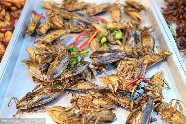 蟑螂油炸可以当零食吃,也可以串成串烧烤;嗯,可以的,一串蟑螂配20瓶