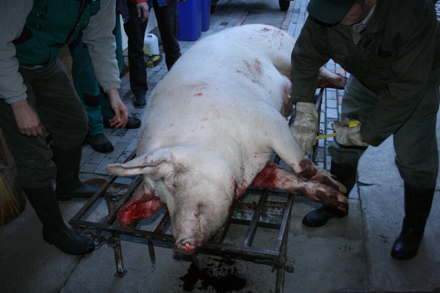 实拍老外与众不同的杀猪过程,近400斤胖猪一下子变成
