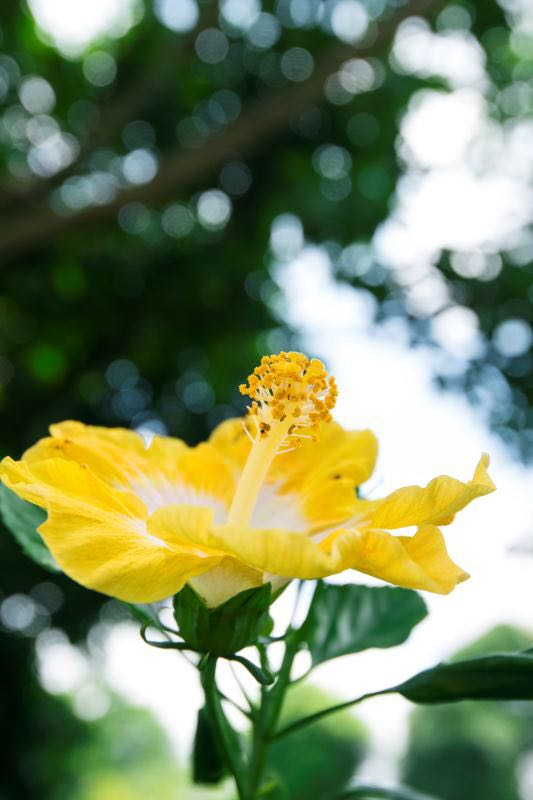 原来这就是广西南宁市花