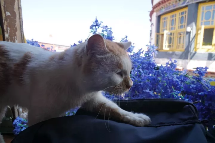 谁说去西藏要越野车还要十天半个月,五天加一辆轿车就够了