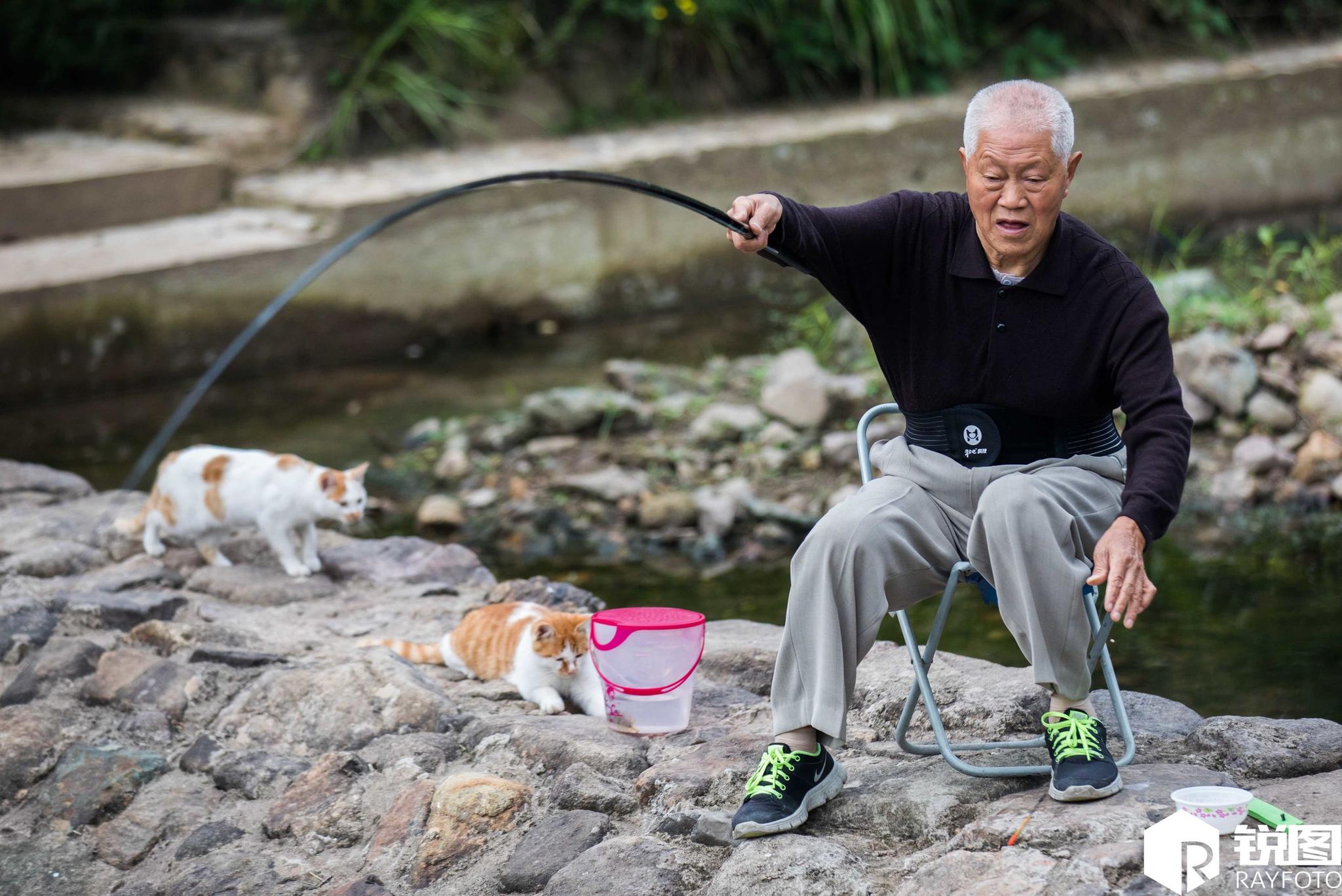 老人喂养流浪猫得回报 猫咪每天跟着他去钓鱼