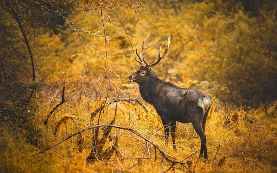 喇叭河红叶2日自驾之旅