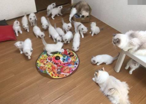 捡到一只怀孕的流浪猫，下崽后网友很是崩溃，了解情况后疯狂大笑