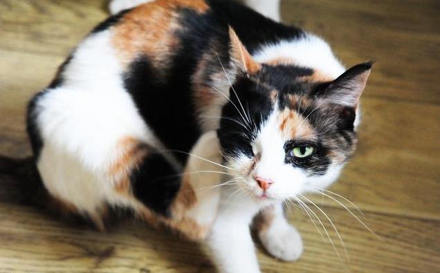 猫咪尾巴的不同姿态代表什么?看完才知道猫竖起尾巴是