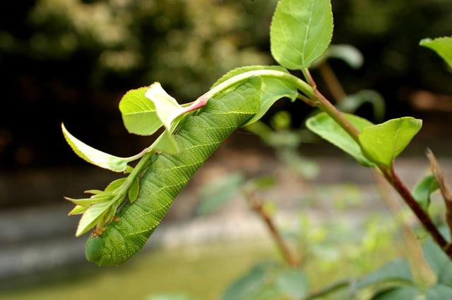 东北叫它“老虎虫”，因长相凶狠小孩不敢碰它，营养却比龙虾还高