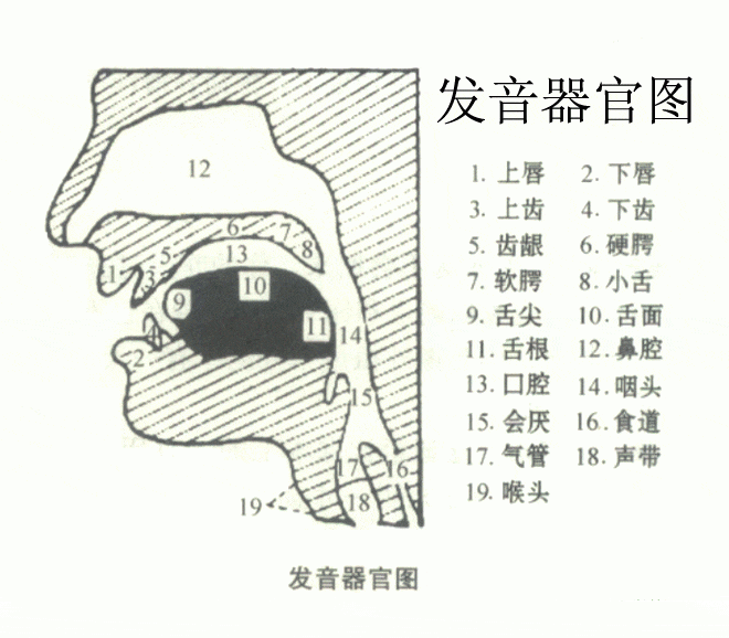 各种英语发音器官图汇总, 爱学英语的人, 看懂了吗?