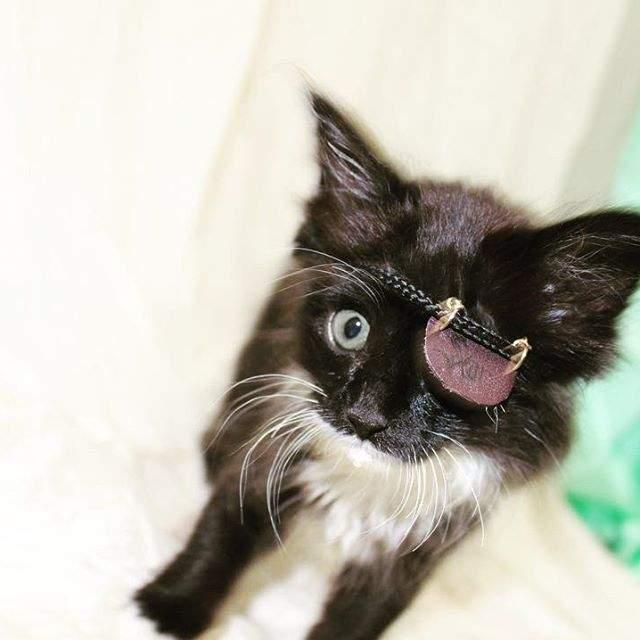 可怜又可爱的海盗猫刀疤,有着跟名字不符的萌萌脸!