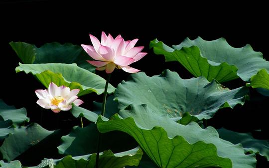 “花间派”鼻祖温庭筠最经典的十首诗词