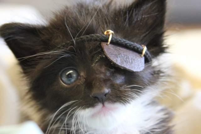 可怜又可爱的海盗猫刀疤,有着跟名字不符的萌萌脸!