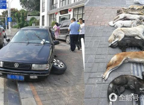 小偷开黑车冒险偷狗 狗主人一路追踪 小偷竟是餐馆老板