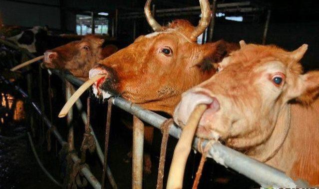 愤怒的黄牛突破200万