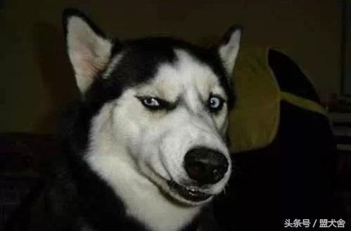 幽默搞笑:大神回复:例假期间就不要出来游泳了