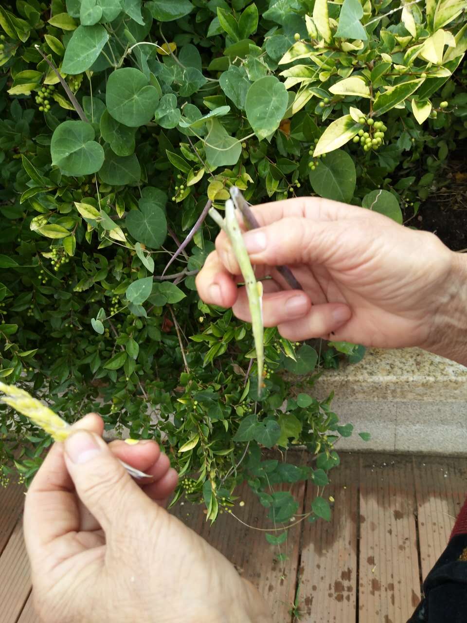 母亲见一种长得像羊角的植物,摘下来就往嘴里送,结果让我尴尬!