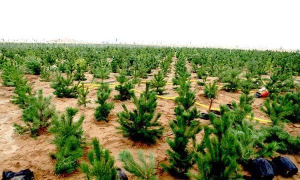 全球首个沙漠变绿洲!中国再获世界之最!