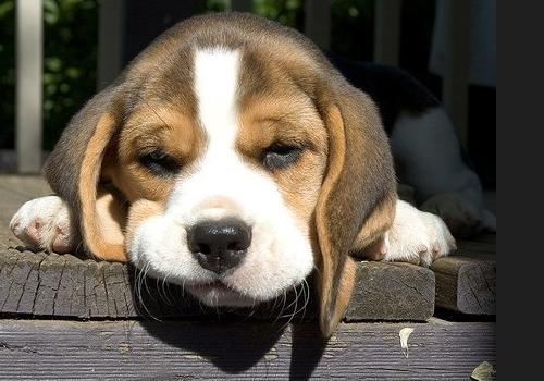 最适合女孩养的9种小型犬排行