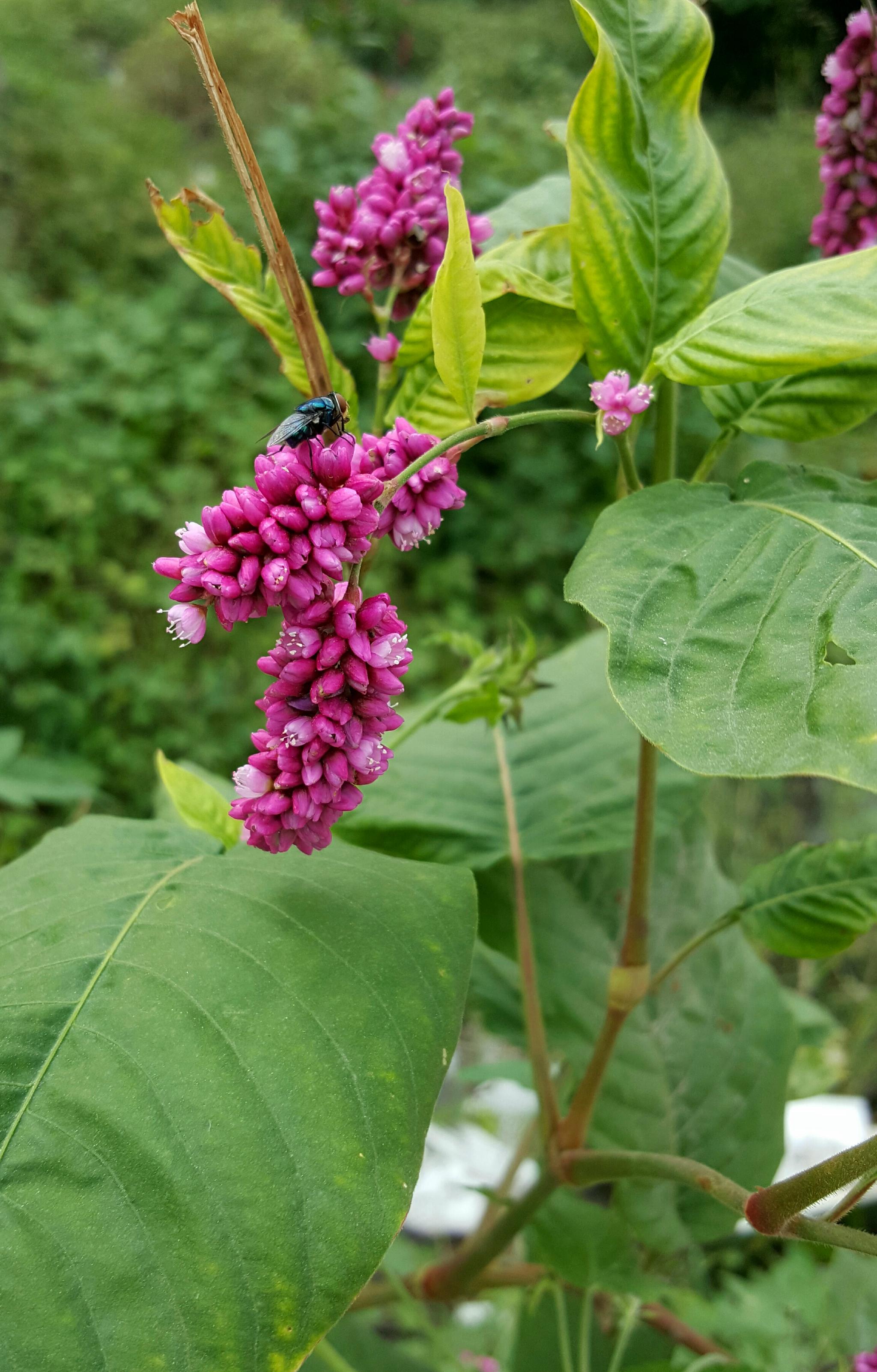 蓼科一年生草本植物---红蓼花