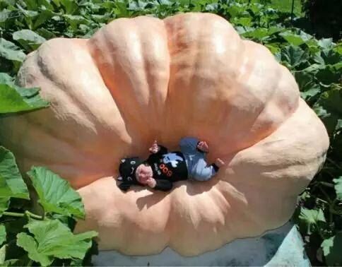 世界上最大的蔬菜,一个南瓜重二千斤