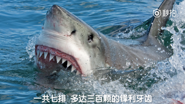9e62-fymzzpv6638252.png