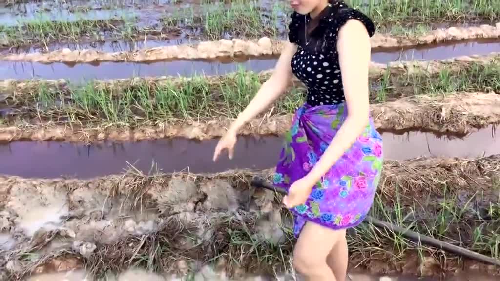 柬埔寨水田,水沟都是鱼,一群小娃娃组队来捉鱼