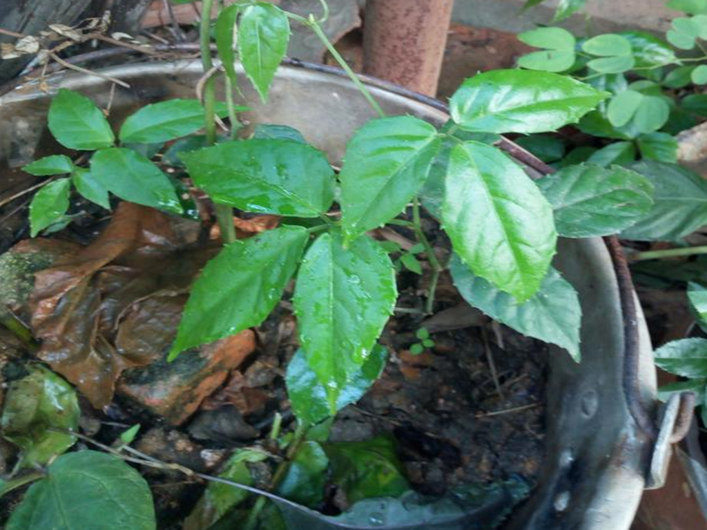 农村这种野草,被人称为金线吊葫芦,用它泡茶喝,能预防