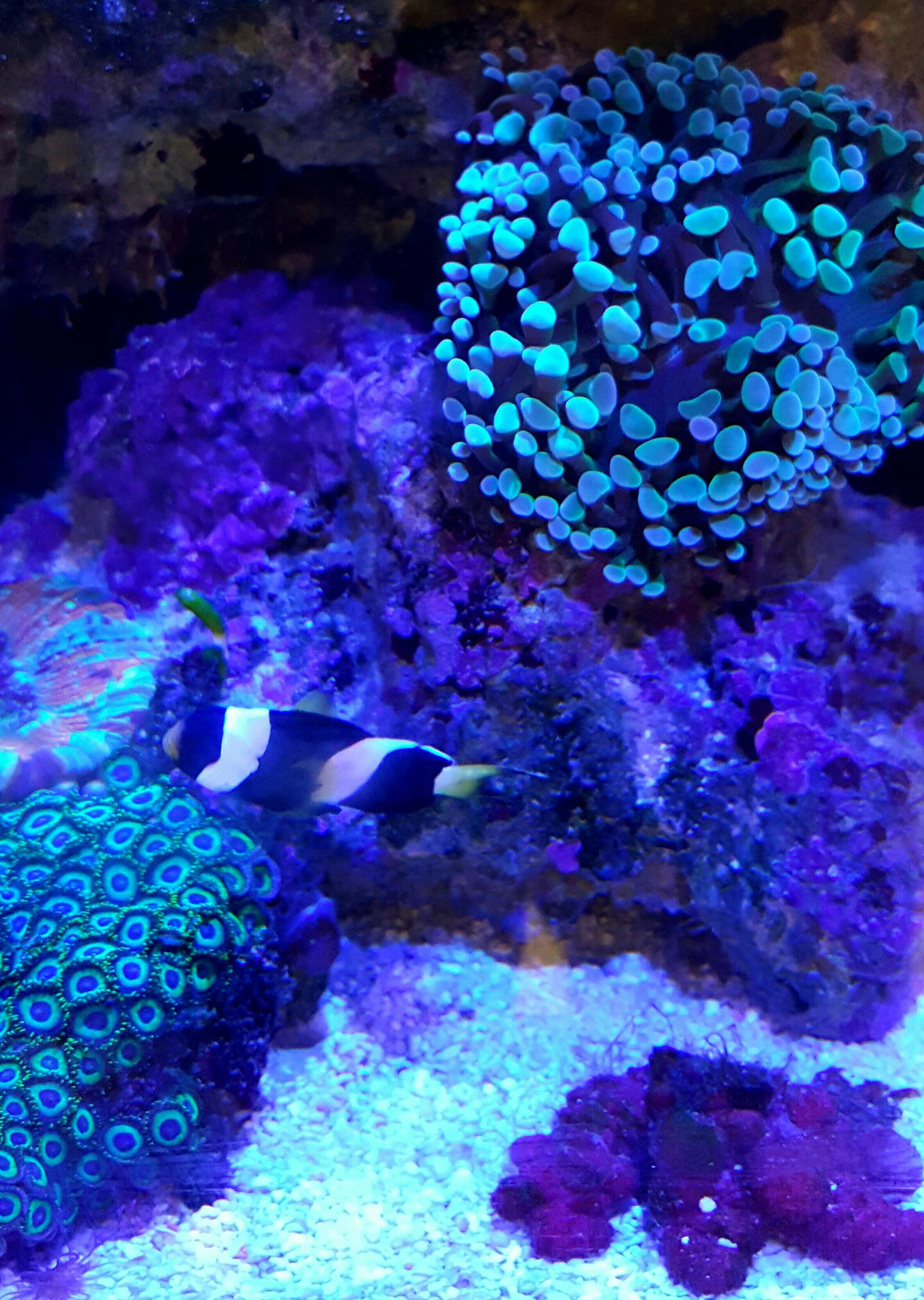 鲨鱼在水中有什么“特殊能力”？...