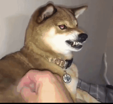 主人做羊毛毡差点毛,决定薅点狗毛,狗狗的表情不对劲啊