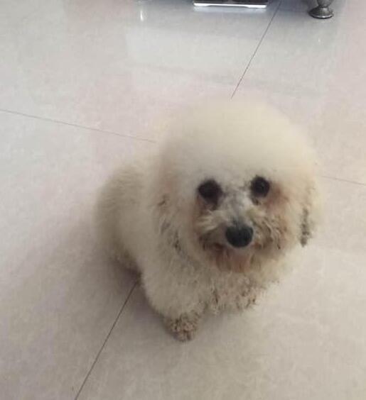 邻居嫌弃流浪狗太脏,可从宠物店剪毛回来,他吵