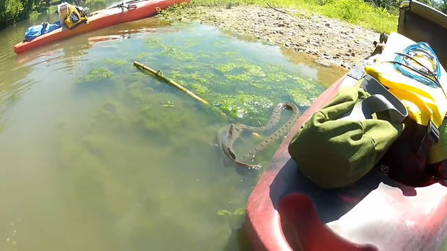 小河路亚,碰见毒蛇攻击大鲶鱼,不忍心看这一幕