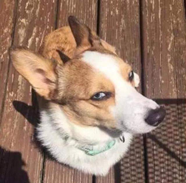 给人骗买了只柯基犬，现在每天抱着枕头哭！