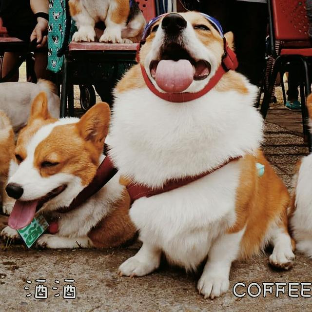 给人骗买了只柯基犬，现在每天抱着枕头哭！