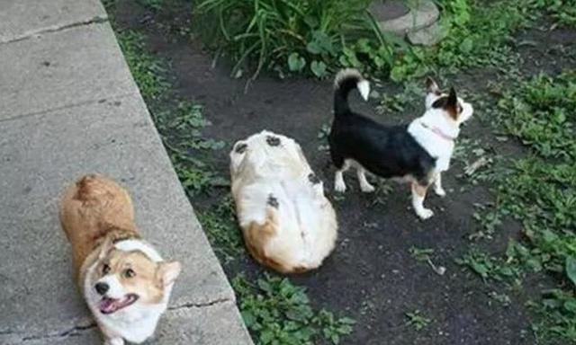 给人骗买了只柯基犬，现在每天抱着枕头哭！