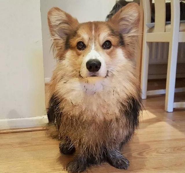 给人骗买了只柯基犬，现在每天抱着枕头哭！