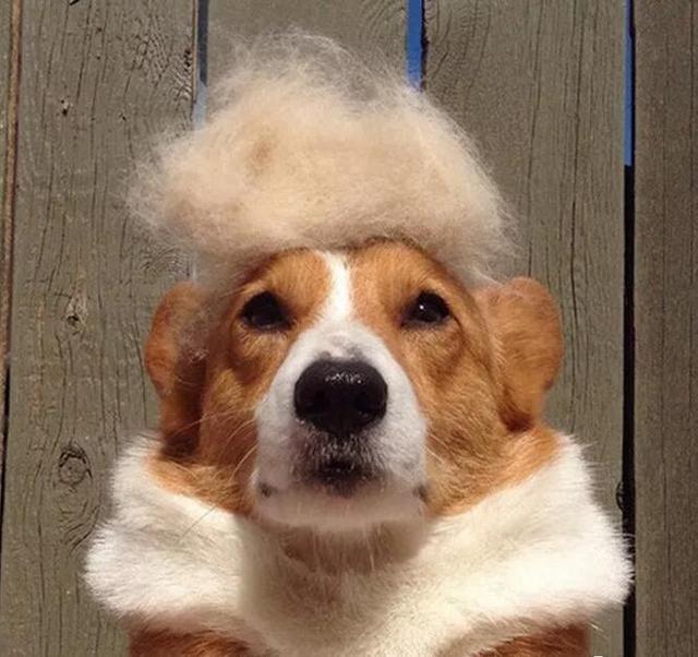 给人骗买了只柯基犬，现在每天抱着枕头哭！