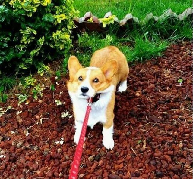 给人骗买了只柯基犬，现在每天抱着枕头哭！
