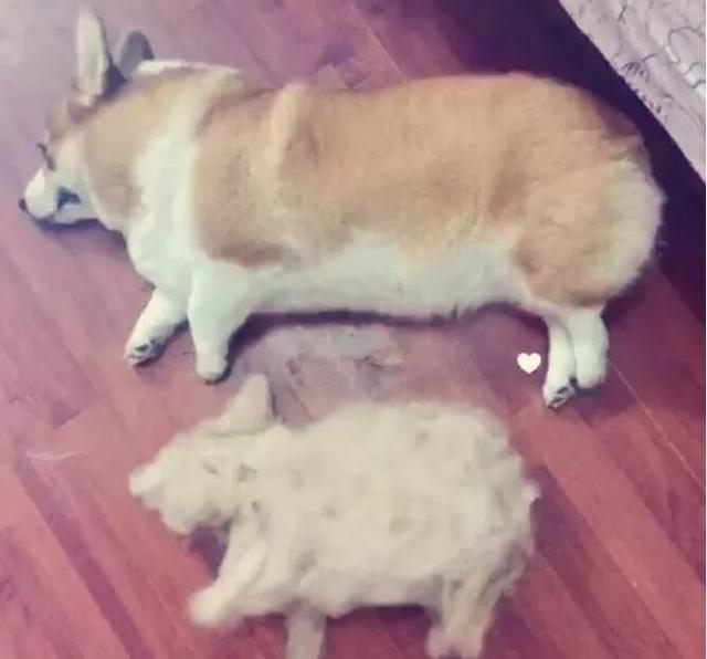 给人骗买了只柯基犬，现在每天抱着枕头哭！