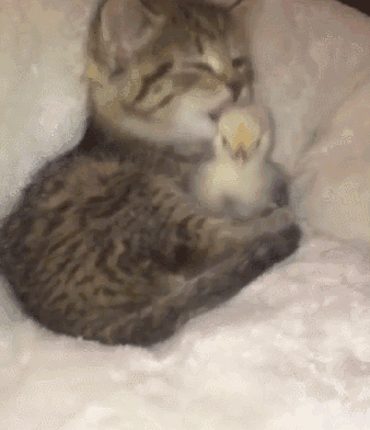 小奶猫一直舔小鸡,以为它要吃掉小鸡,没想到是这么温馨!