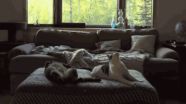 男子不断被怪声骚扰,偷装摄影机竟拍到爱猫超爆笑诡异