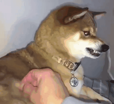 壁纸 动物 狗 狗狗 380_347 gif 动态图 动图