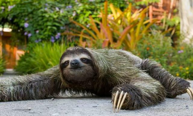 揭开“水鬼”和“水猴子”’的真面目?是这个样子的吗?