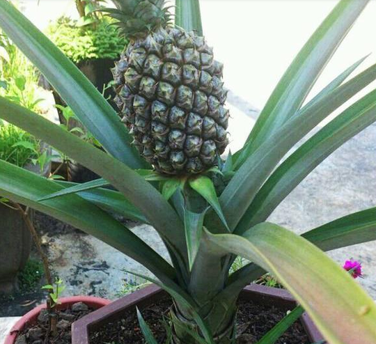 在自己家阳台上种上一盆菠萝,好看又好吃