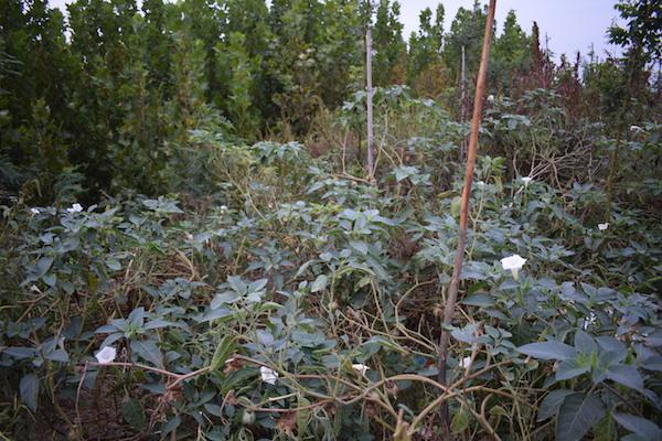 农村路边常见的一种植物"野麻子",竟然就是有毒的